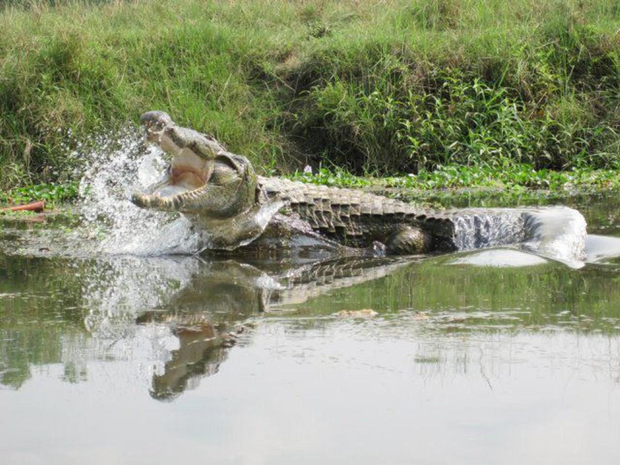 Hotel Rainforest Sauraha Zewnętrze zdjęcie