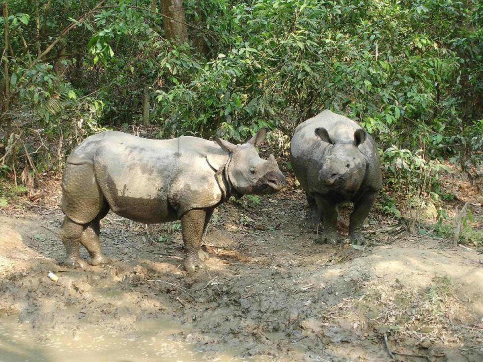 Hotel Rainforest Sauraha Zewnętrze zdjęcie